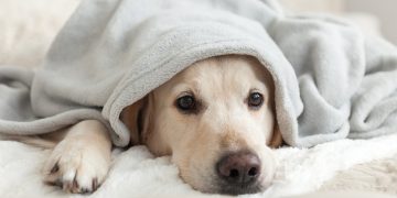 Hai un cane? Attenzione ai rumori domestici più comuni