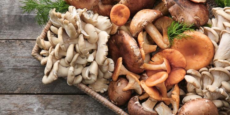 Funghi: cosa sono, proprietà e benefici
