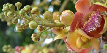 Boswellia: cos’è, proprietà ed effetti benefici