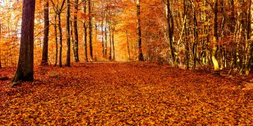 Foliage: i benefici delle camminate autunnali su corpo e mente