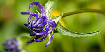 Artiglio del diavolo: la pianta che allevia i dolori articolari