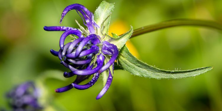 Artiglio del diavolo: la pianta che allevia i dolori articolari