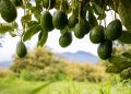 Avocado: nelle persone con ipercolesterolemia potrebbe ridurre il colesterolo