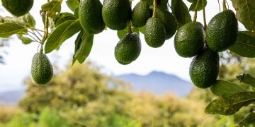 Avocado: nelle persone con ipercolesterolemia potrebbe ridurre il colesterolo