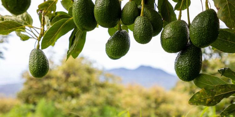 Avocado: nelle persone con ipercolesterolemia potrebbe ridurre il colesterolo