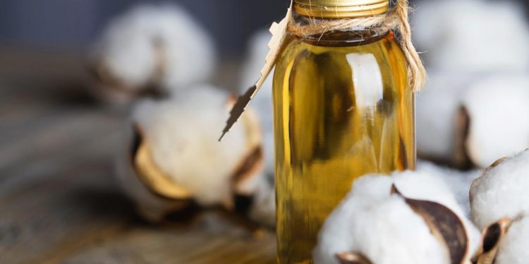Olio di semi di cotone: un possibile beneficio sulla salute cardiovascolare