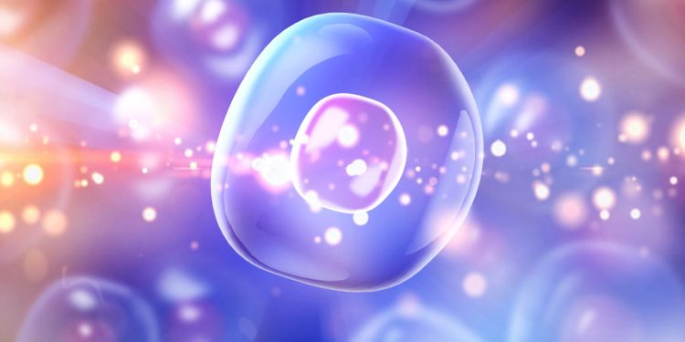 Cellule Staminali e Denti da Latte: Il Potenziale Rigenerativo Nascosto nei Sorrisi Infantili