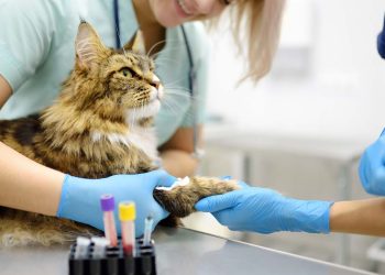 Il Mercato Veterinario tra Crescita e Nuove Strategie: Opportunità per le Farmacie